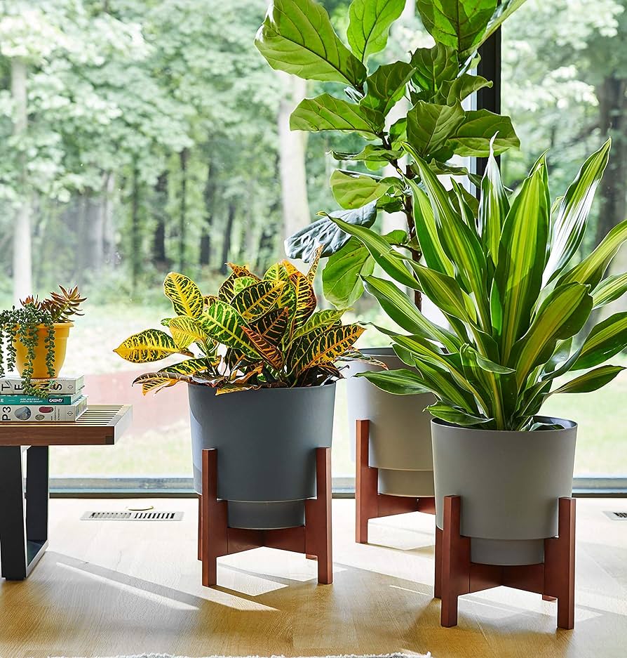 Amazon.com : Bloem Hopson 12