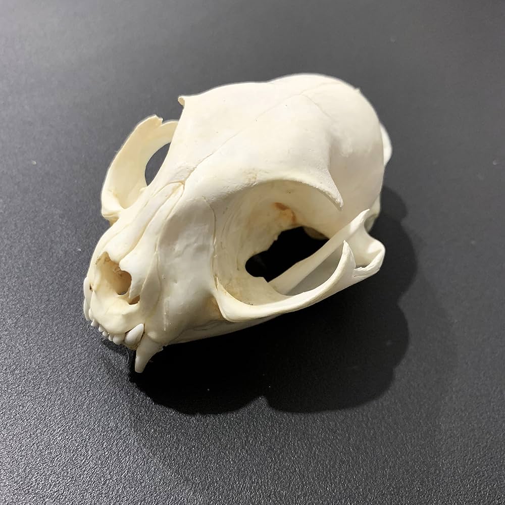 Amazon.co.jp: 触媒の本物の動物の頭蓋骨、自宅のための頭蓋骨装飾の