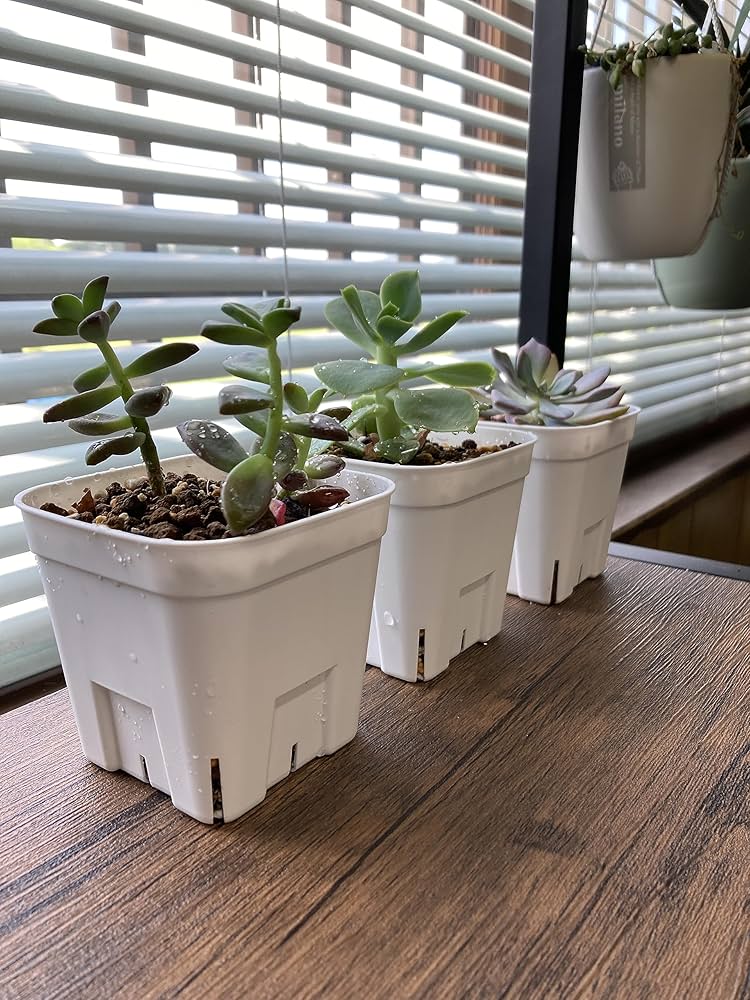 Amazon | 日本ポリ鉢販売(Japan Porihachi Hanbai) プレステラ105 10個