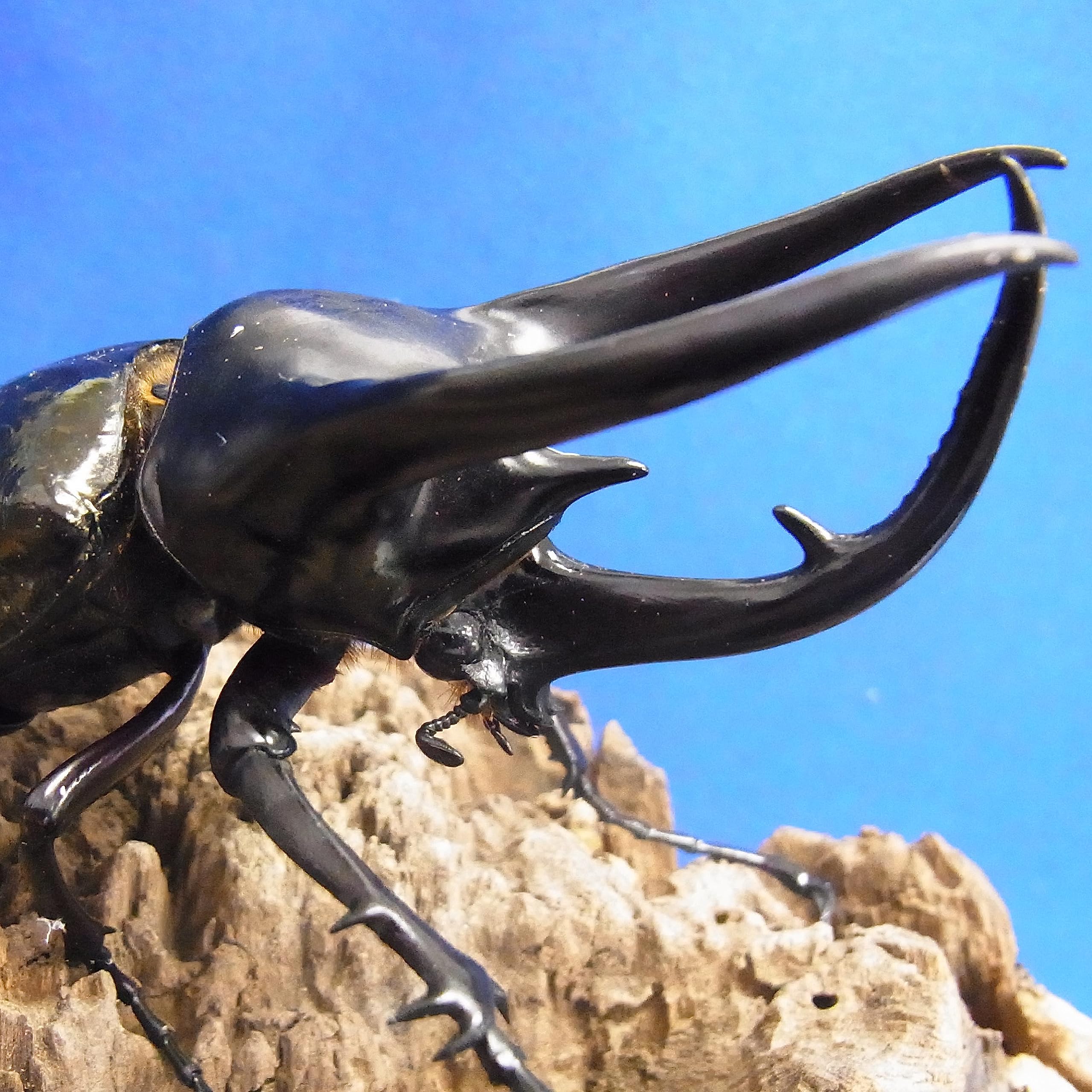 Amazon | [BIG HORN]コーカサスオオカブト初2令幼虫 3匹セット