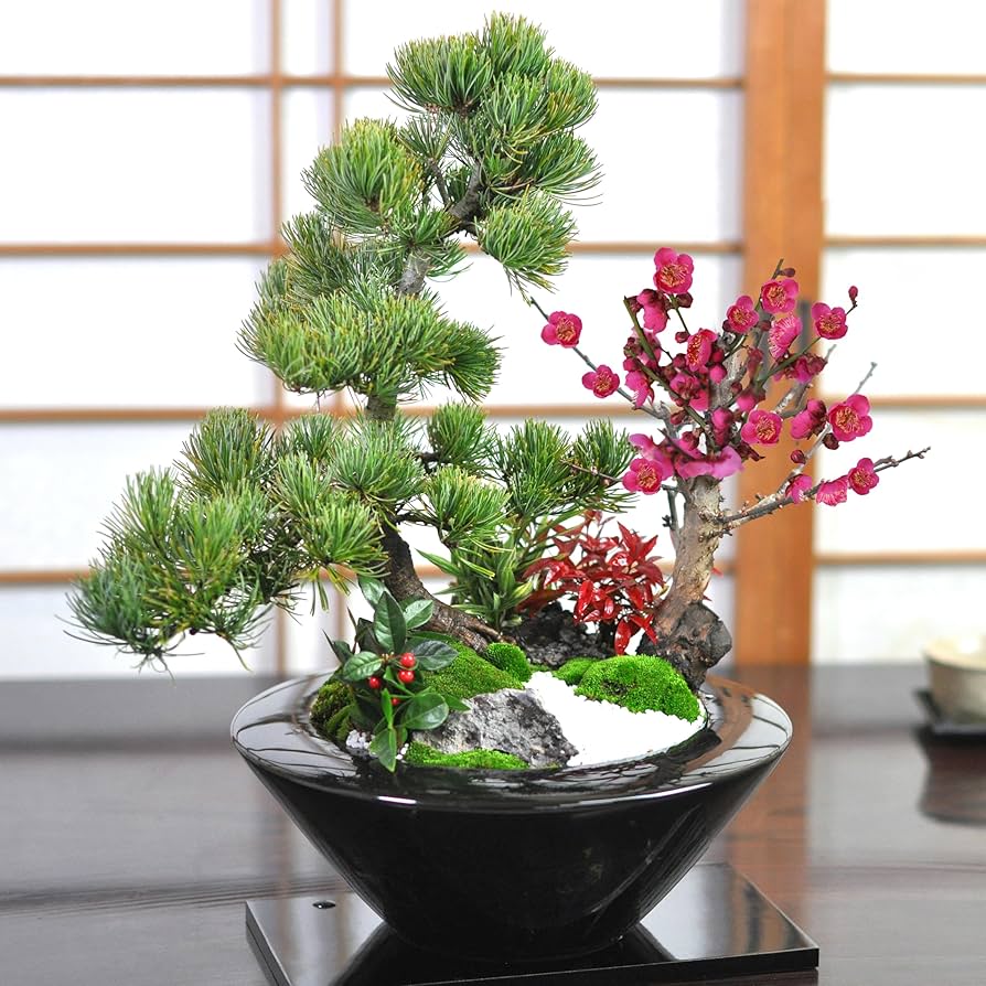 Amazon.co.jp: 盆栽妙 松竹モダン寄植え大 正月 飾り 開店祝い ギフト