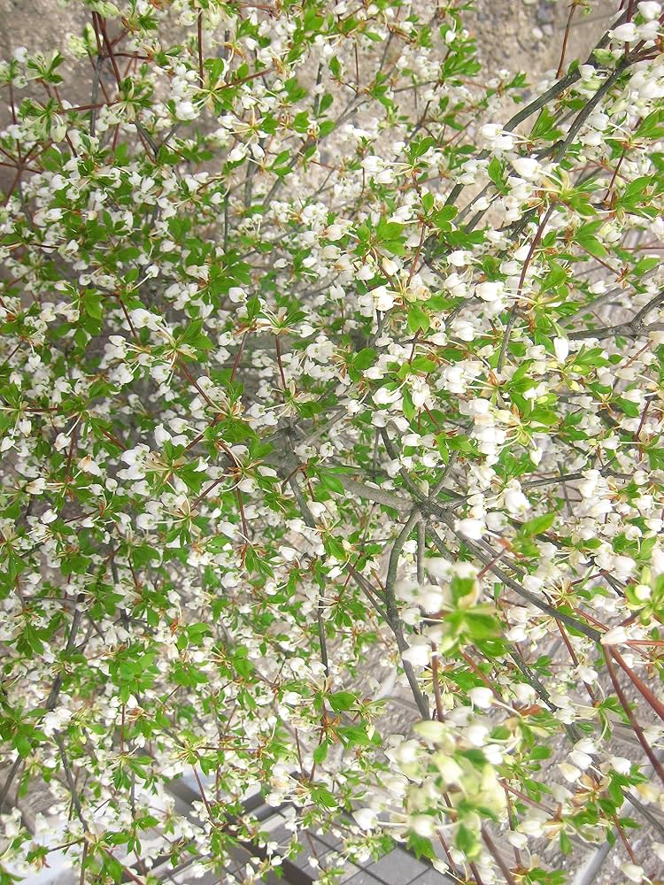 Amazon.co.jp: ドウダンツツジ 白花 9号ポット 樹高1.4m前後(鉢底から