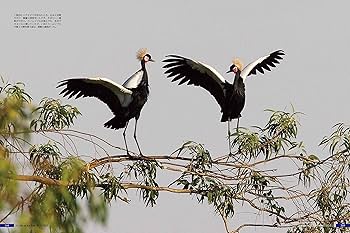 世界ツル大鑑 15の鳥の物語 World's Cranes | 林田 恒夫 |本 | 通販