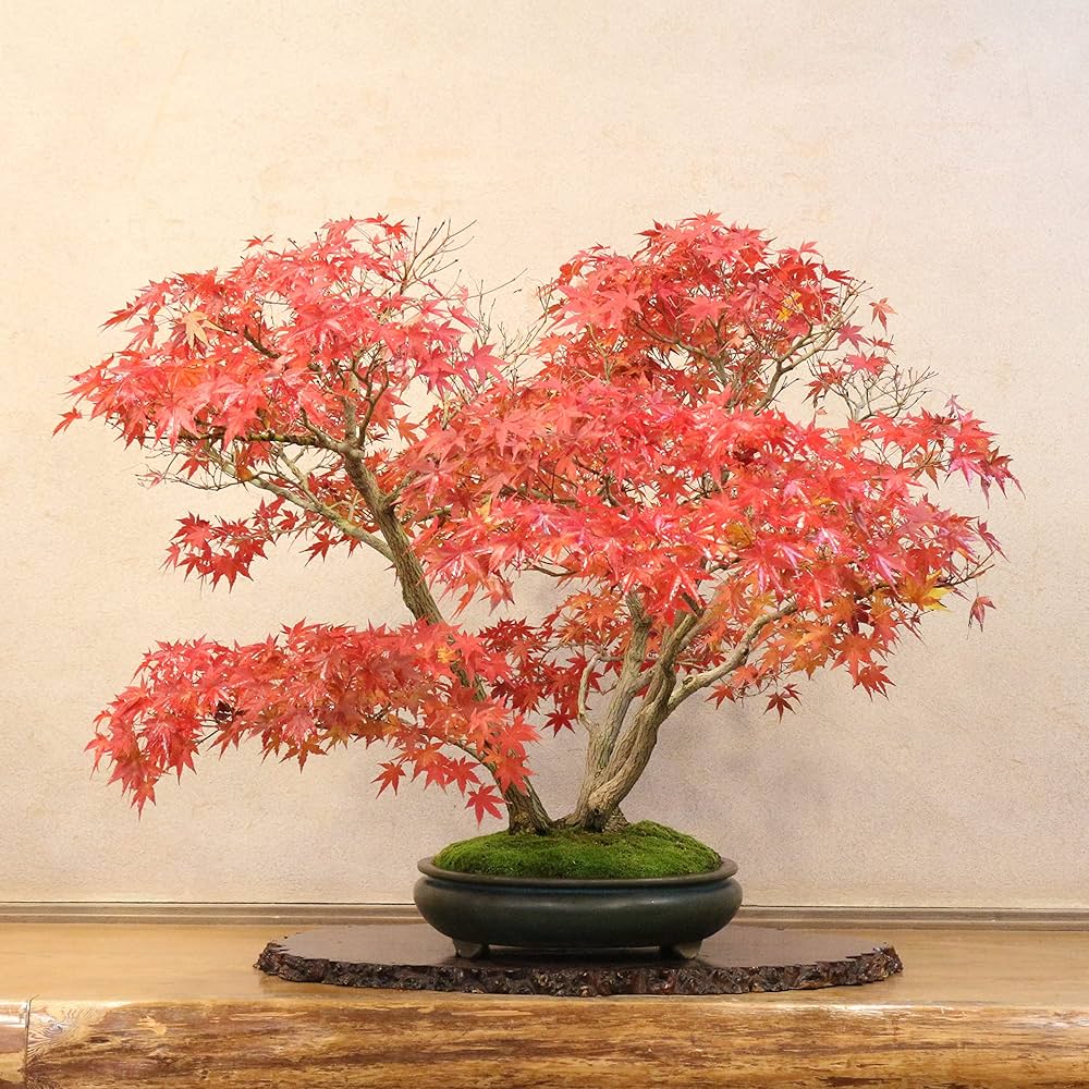 Amazon.co.jp: 清香園 山もみじ 盆栽 株立ち 樹齢約70年 : DIY・工具