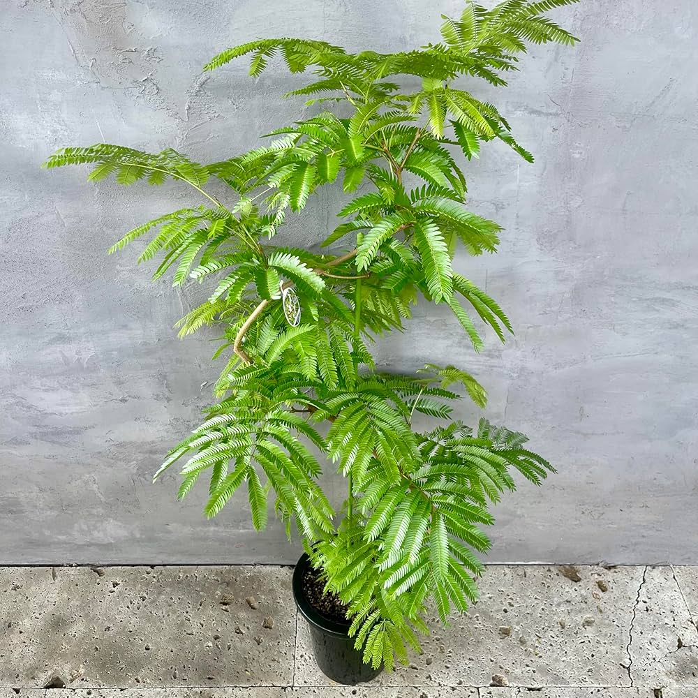 Amazon｜SUZUHA 観葉植物 本物 エバーフレッシュ 曲がり仕立て 8号