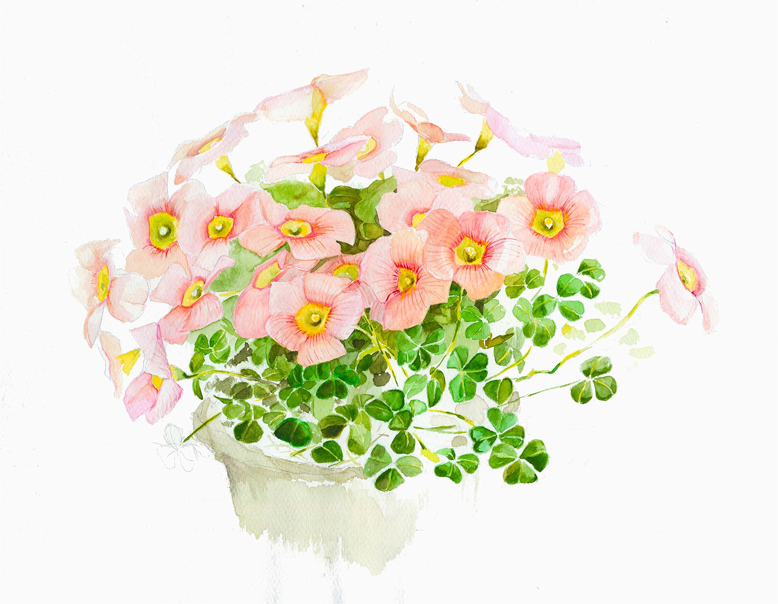 Amazon.co.jp: ミューズ(Muse) 水彩紙 ホワイトワトソンブロック F8