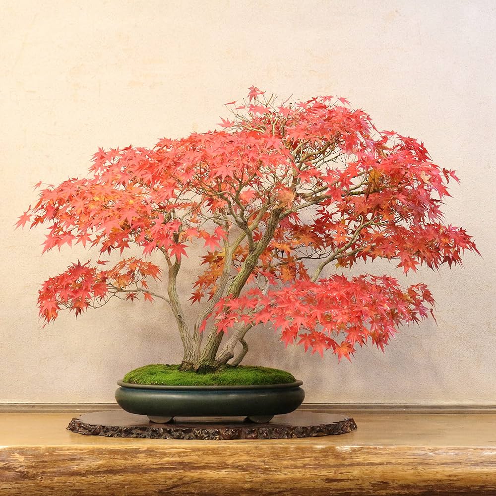 Amazon.co.jp: 清香園 山もみじ 盆栽 株立ち 樹齢約70年 : DIY・工具