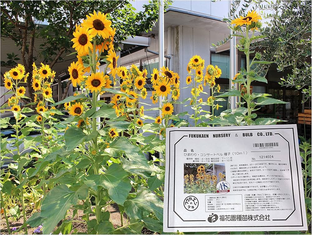 Amazon | 福花園種苗 ひまわり『コンサートベル』 F1種子10ml詰 花色