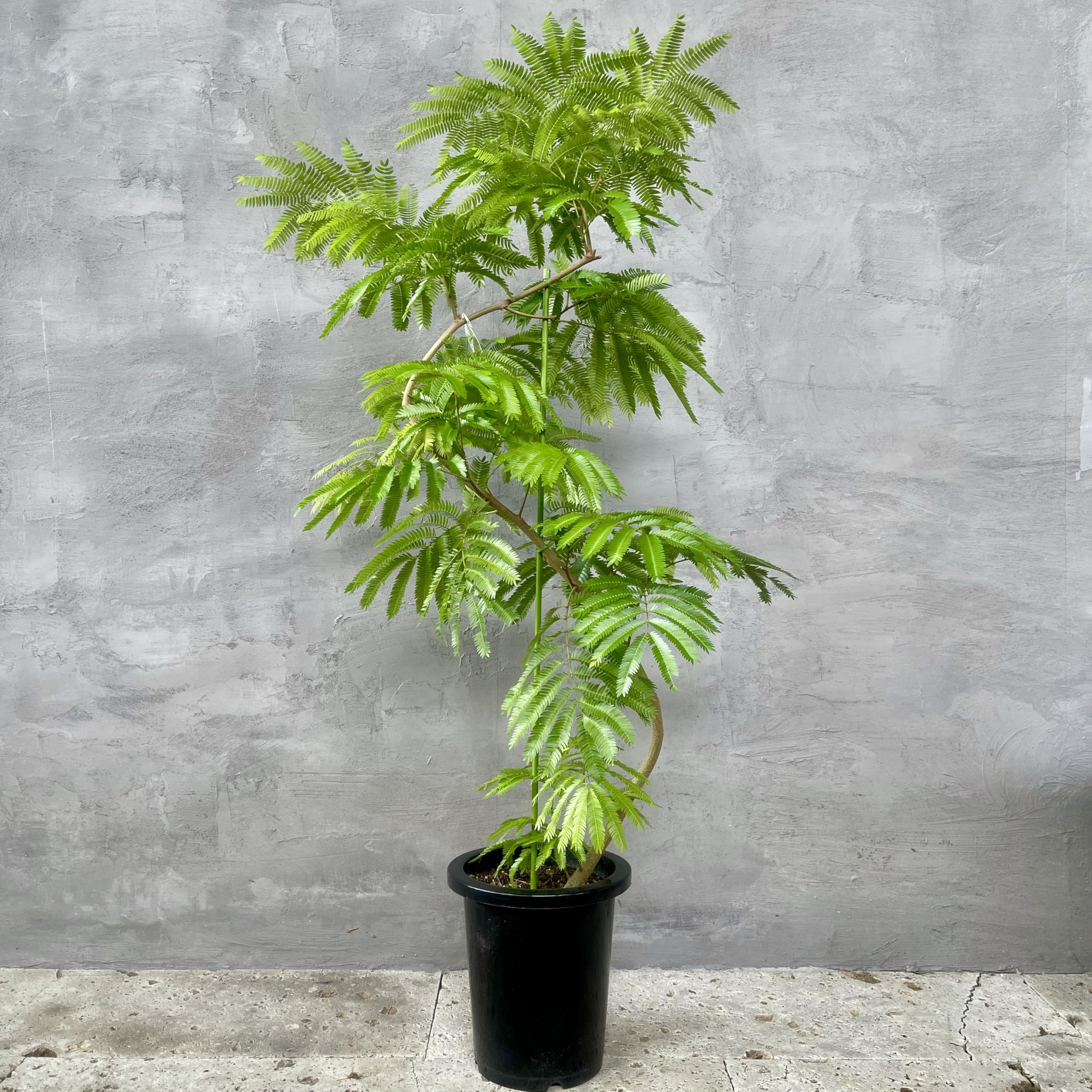 Amazon｜SUZUHA 観葉植物 本物 エバーフレッシュ 曲がり仕立て 8号