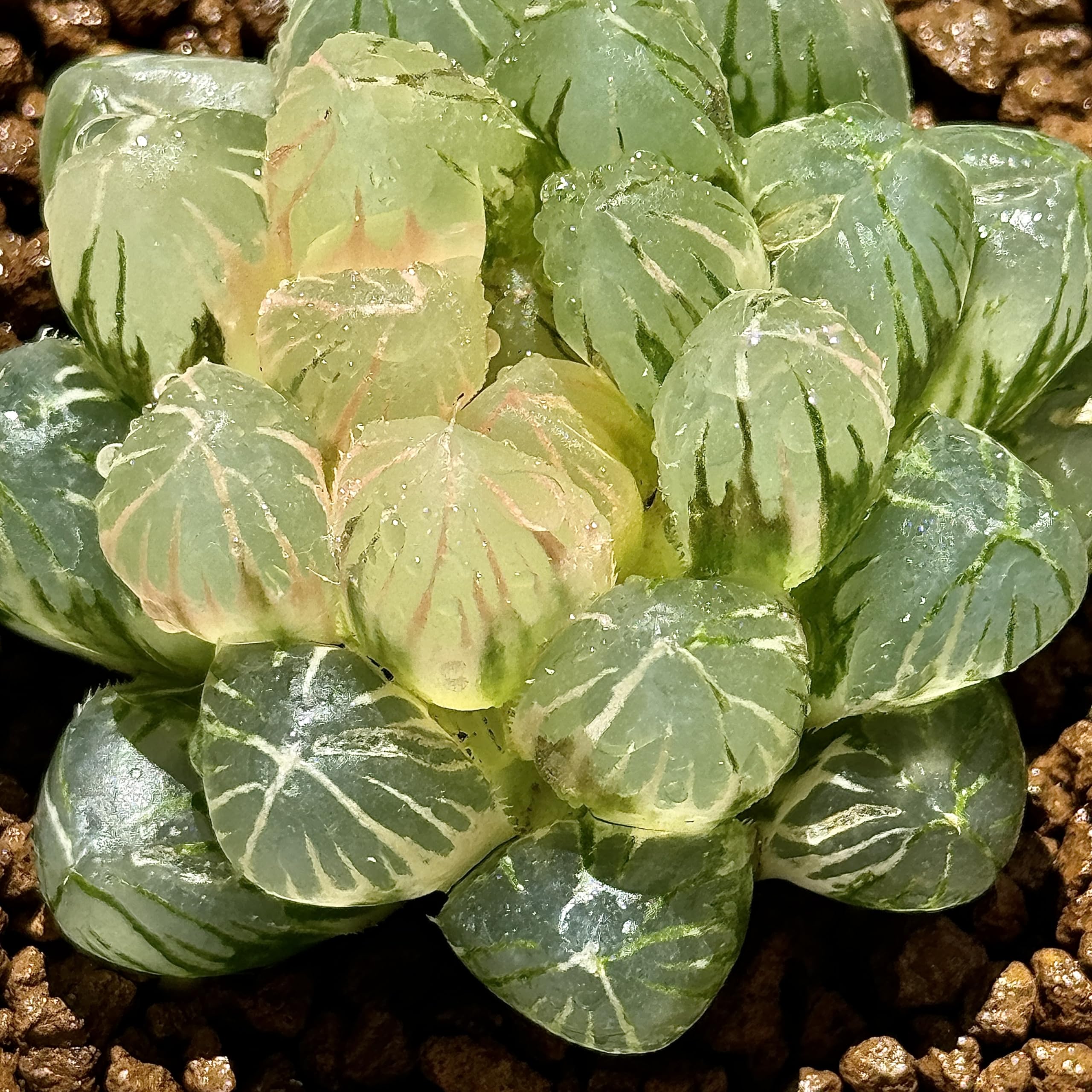 Amazon｜多肉植物 観葉植物 ハオルチア ハオルシア 紫王オブツーサ錦