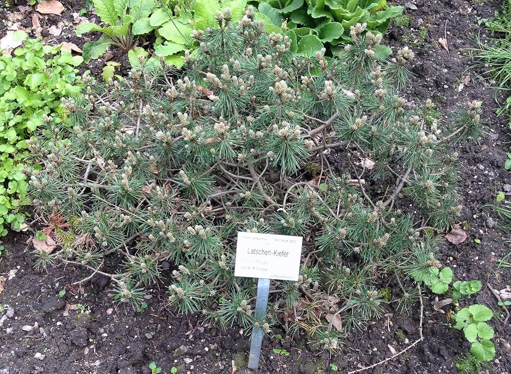 Amazon | 【松の種】這性モンタナマツ（モンタナ松プミリオ