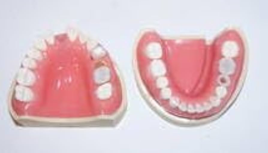 Amazon.co.jp: 歯科 模型 ニッシン 顎模型 根管治療 エンド NISSIN