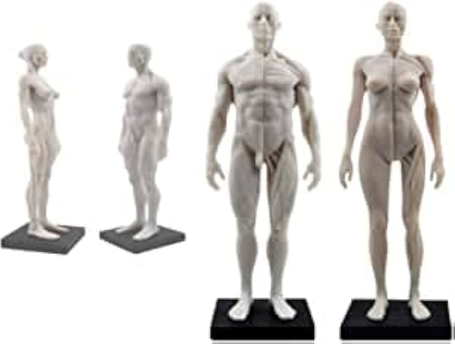 Amazon.co.jp: 人体模型 モデル 人体モデル 男性と女性 1セット 11