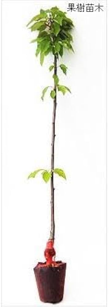 Amazon.co.jp: さくらんぼ苗木 佐藤錦とナポレオン 受粉樹セット : DIY