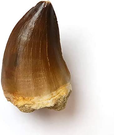 Amazon | Tokyo Science 恐竜の化石「モササウルスの歯 化石 約30mm