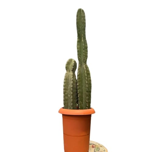 柱サボテン 鬼面角」の人気商品一覧 | 安い商品を通販サイトから探す