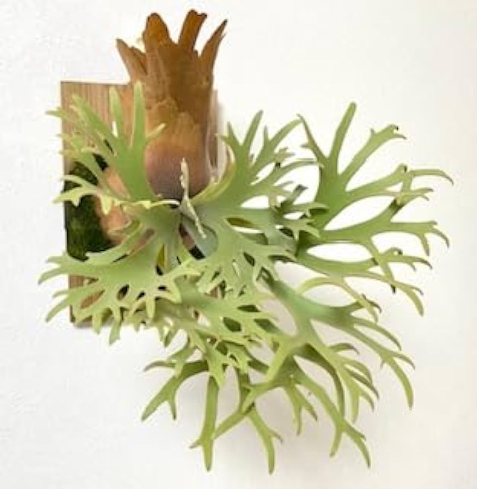 Amazon｜frog_yamato【willinckii Nano】ウィリンキー ナノ spore