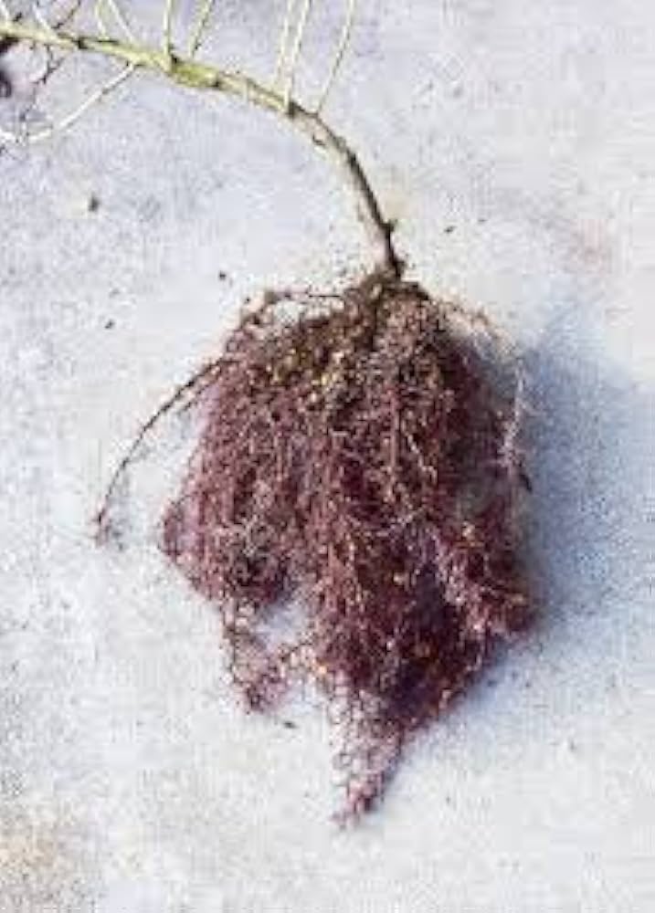 Amazon.co.jp: ニホンムラサキ（紫草）の種 (20) : DIY・工具・ガーデン