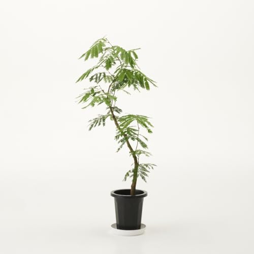 観葉植物 エバーフレッシュ 7号」の人気商品一覧 | 安い商品を通販