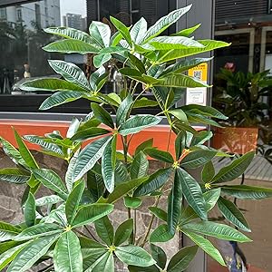 Amazon｜Yuwinron 人工観葉植物 フェイクグリーン 観葉樹 造花 光触媒
