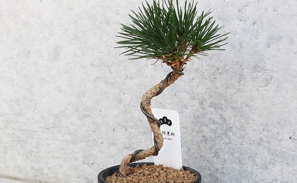 Amazon.co.jp: ITANSE 三河黒松 盆栽仕立て 4号鉢(鉢色:黒