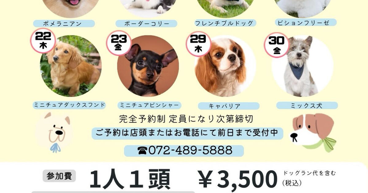 ⭐️犬種別オフ会開催します⭐️ | ブログ | 貝塚市のカフェならmame café