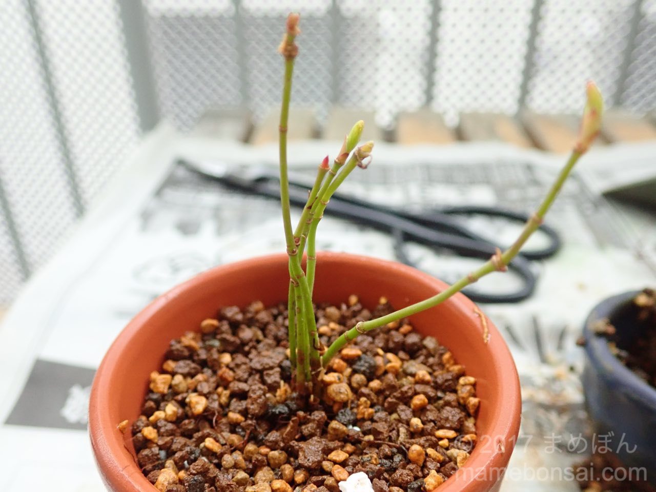 ヤマモミジの株立ち仕立て(株立ち1号)、植え替えをしました | まめ