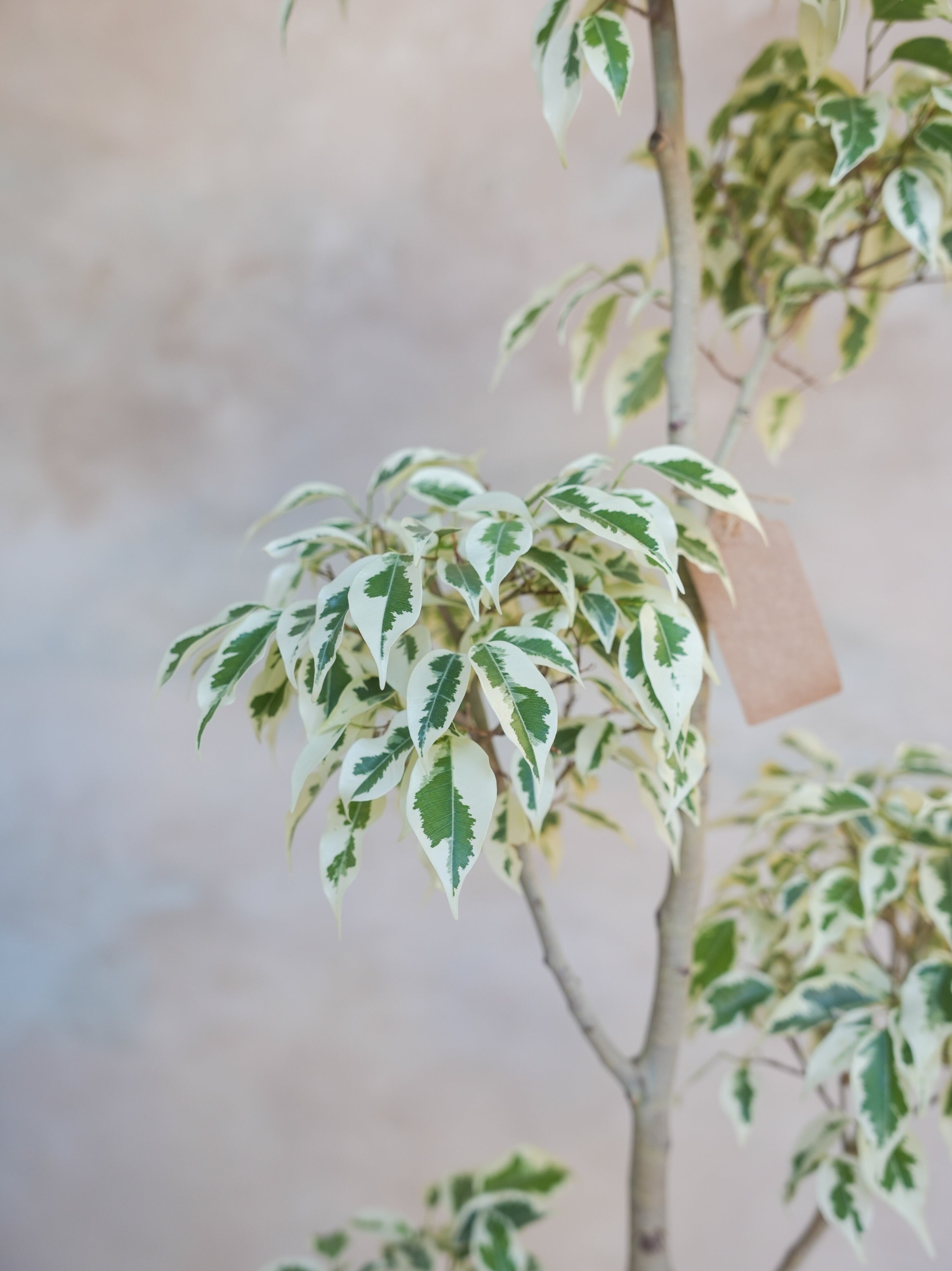 フィカス・ベンジャミン・スターライト 7号｜一点限り｜観葉植物販売