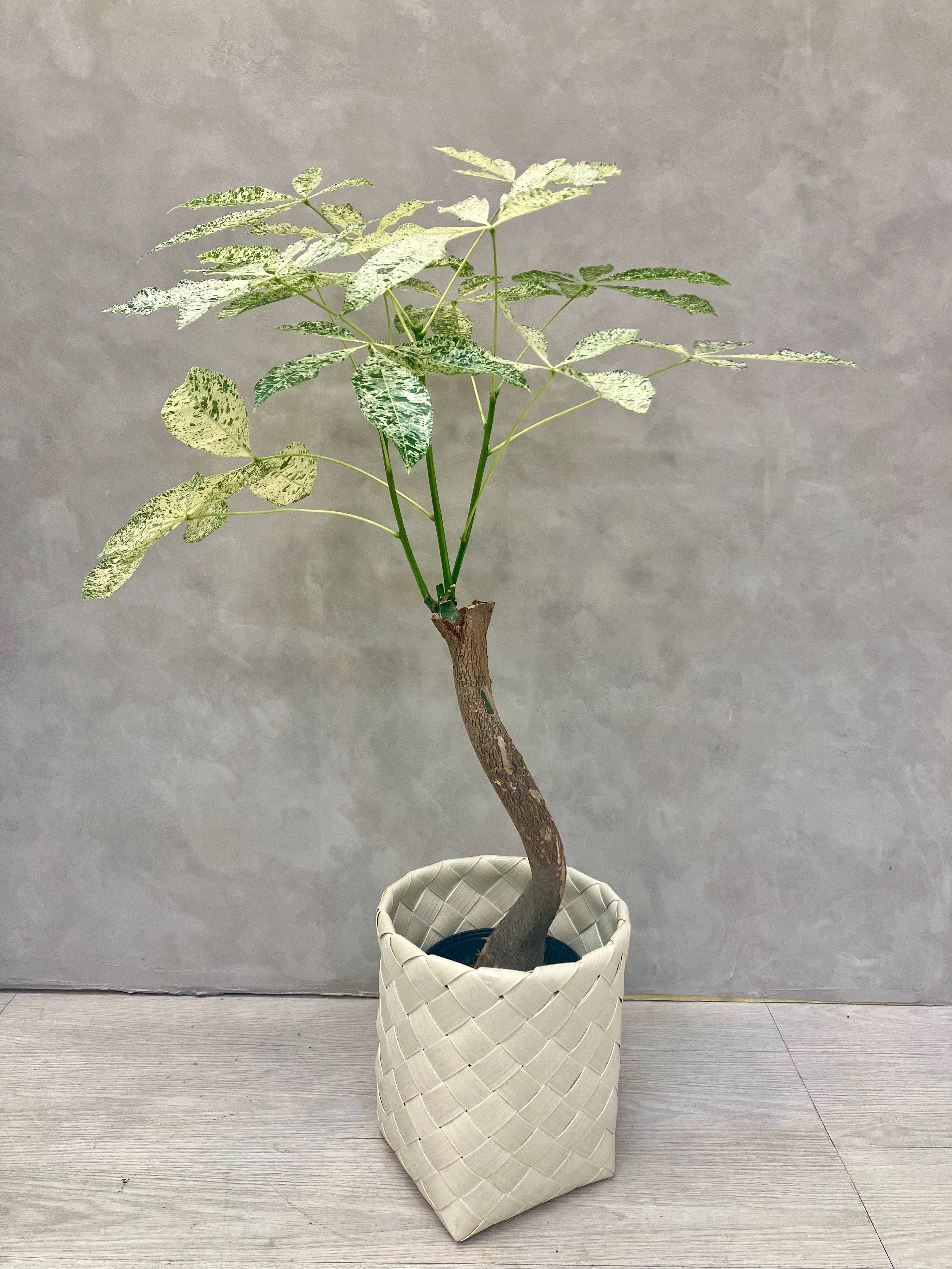 mamidoriーマミドリ・緑のある暮らし