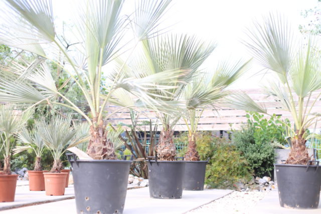 超シルバーリーフの希少種 “ブラヘア・アルマータ” - ドライガーデン