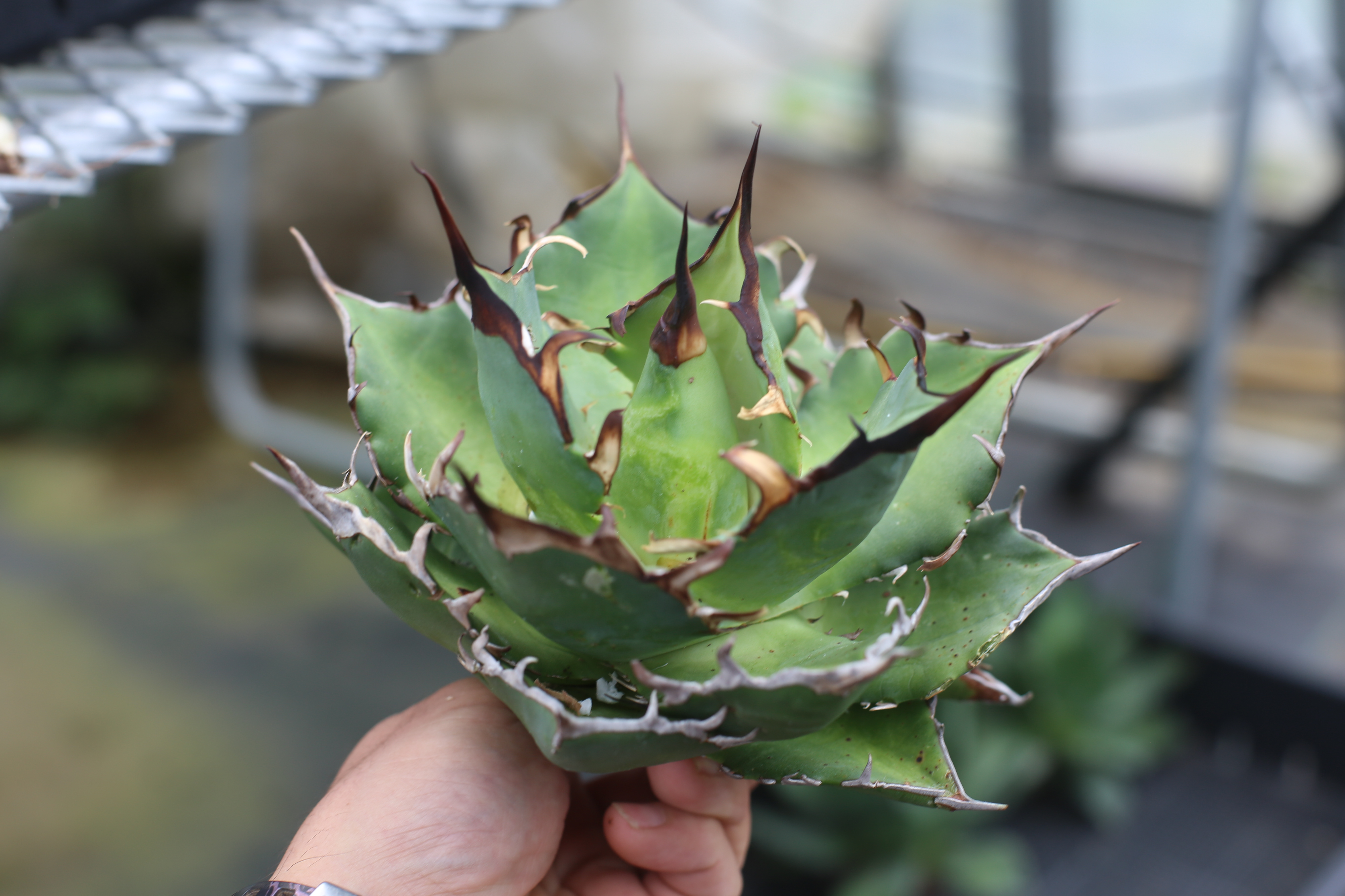 HiddenAgave 入荷しました！！ - ドライガーデン・植栽デザイン専門店