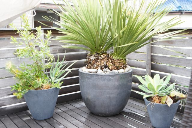 ドライガーデン 鉢植え植栽 - ドライガーデン・植栽デザイン専門店