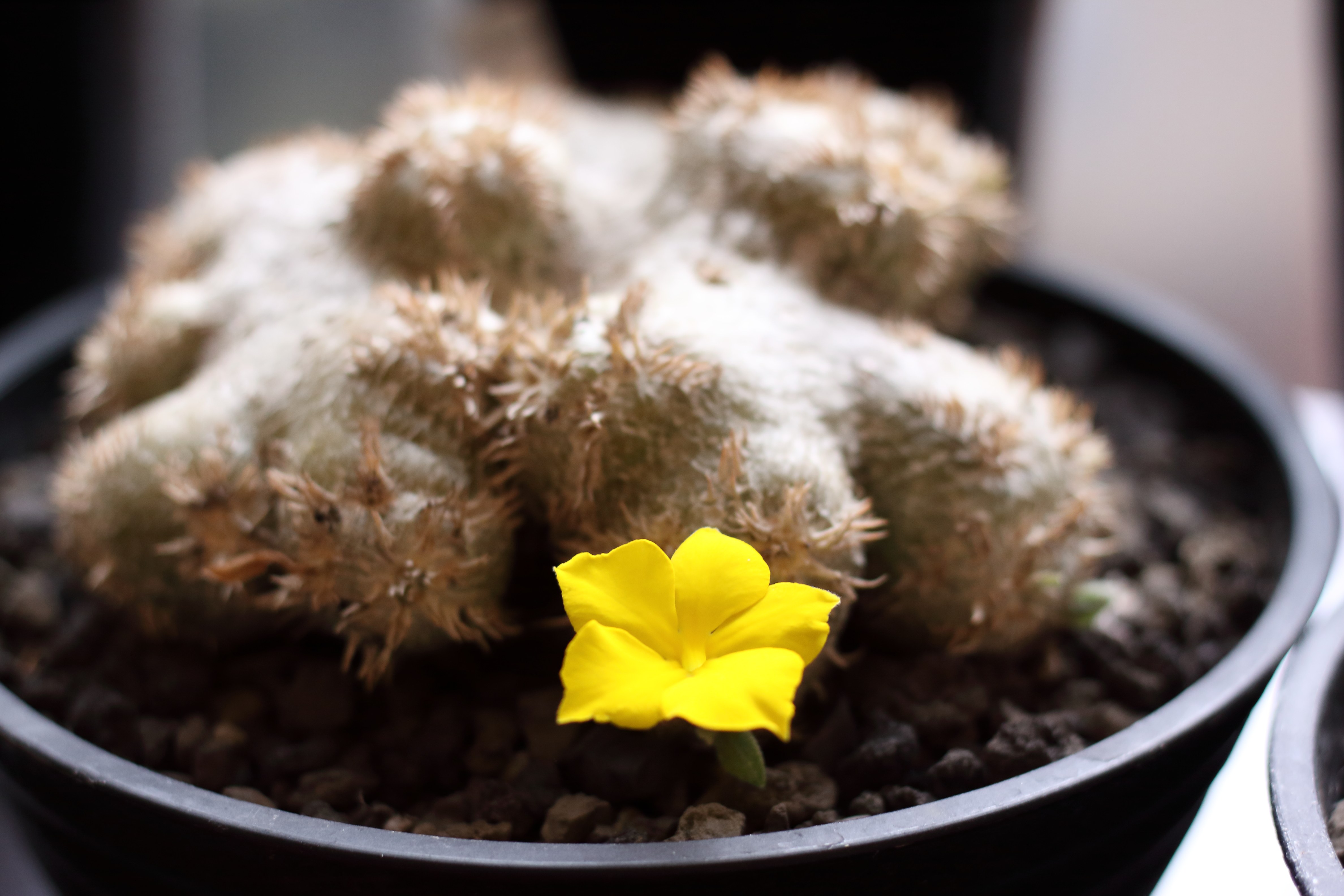 パキポディウム・ブレビカウレ （ 恵比寿笑い ) 育て方 | mana's green