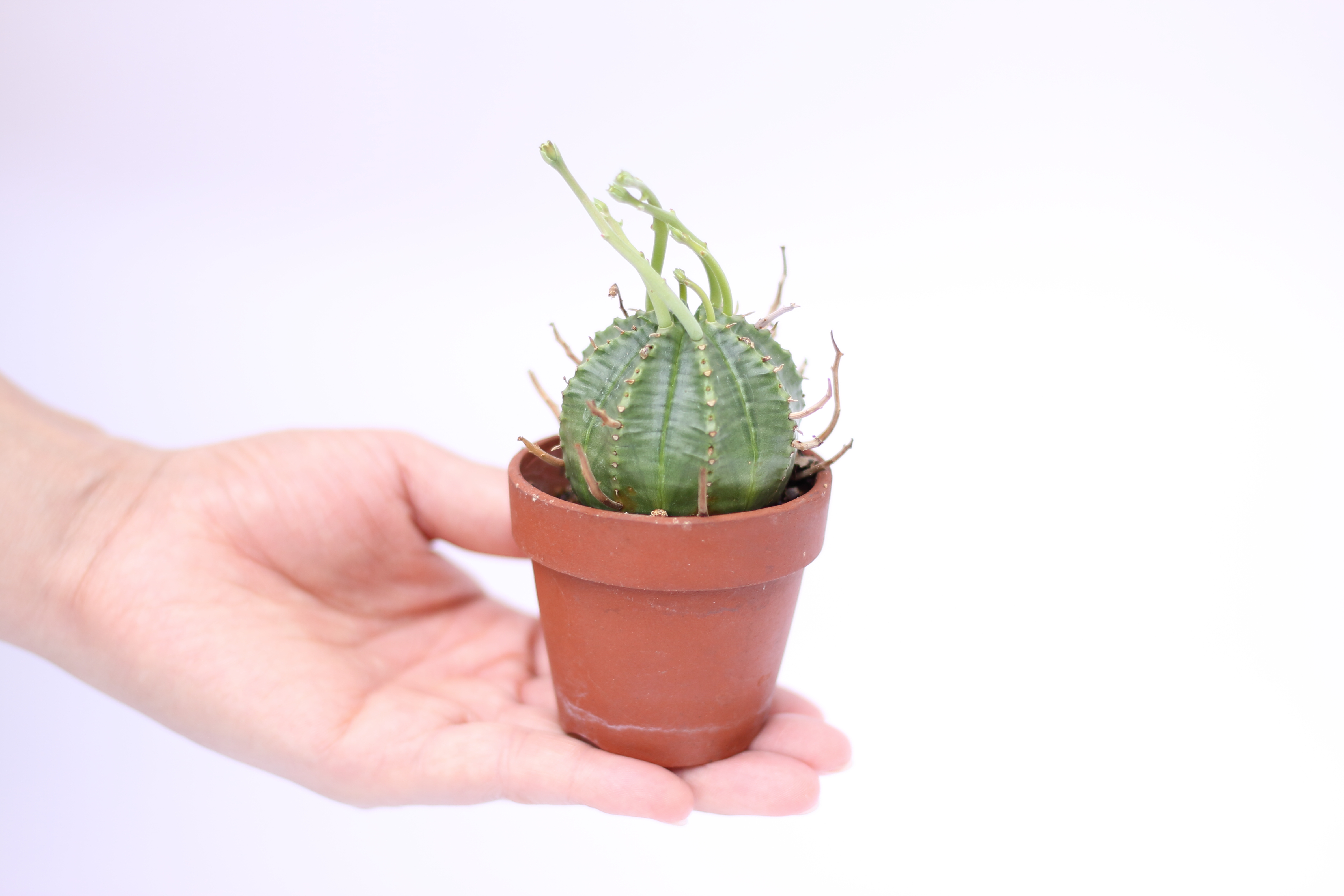 ユーフォルビア・バリダ | mana's green