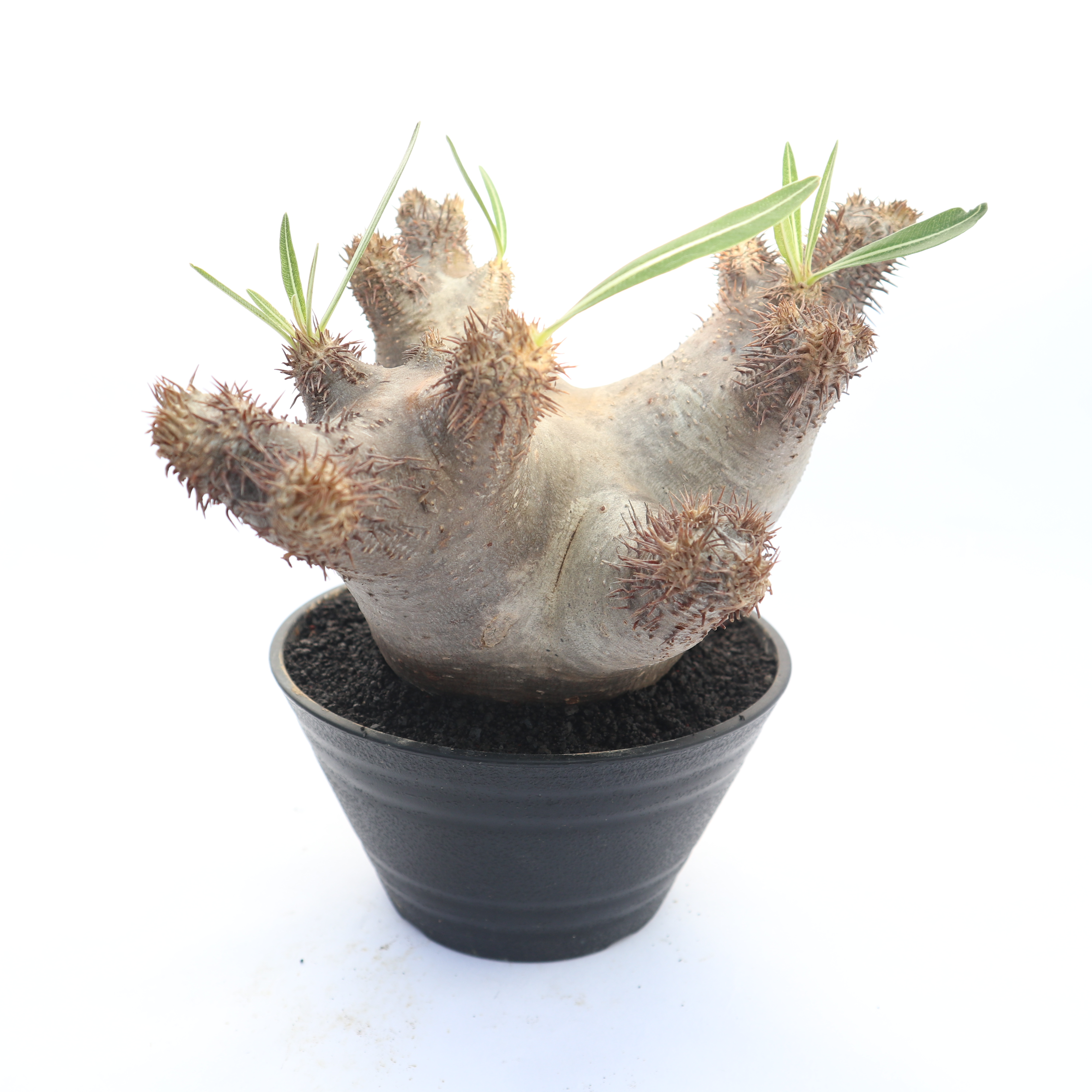 パキポディウム イノピナツム no.2 | mana's green