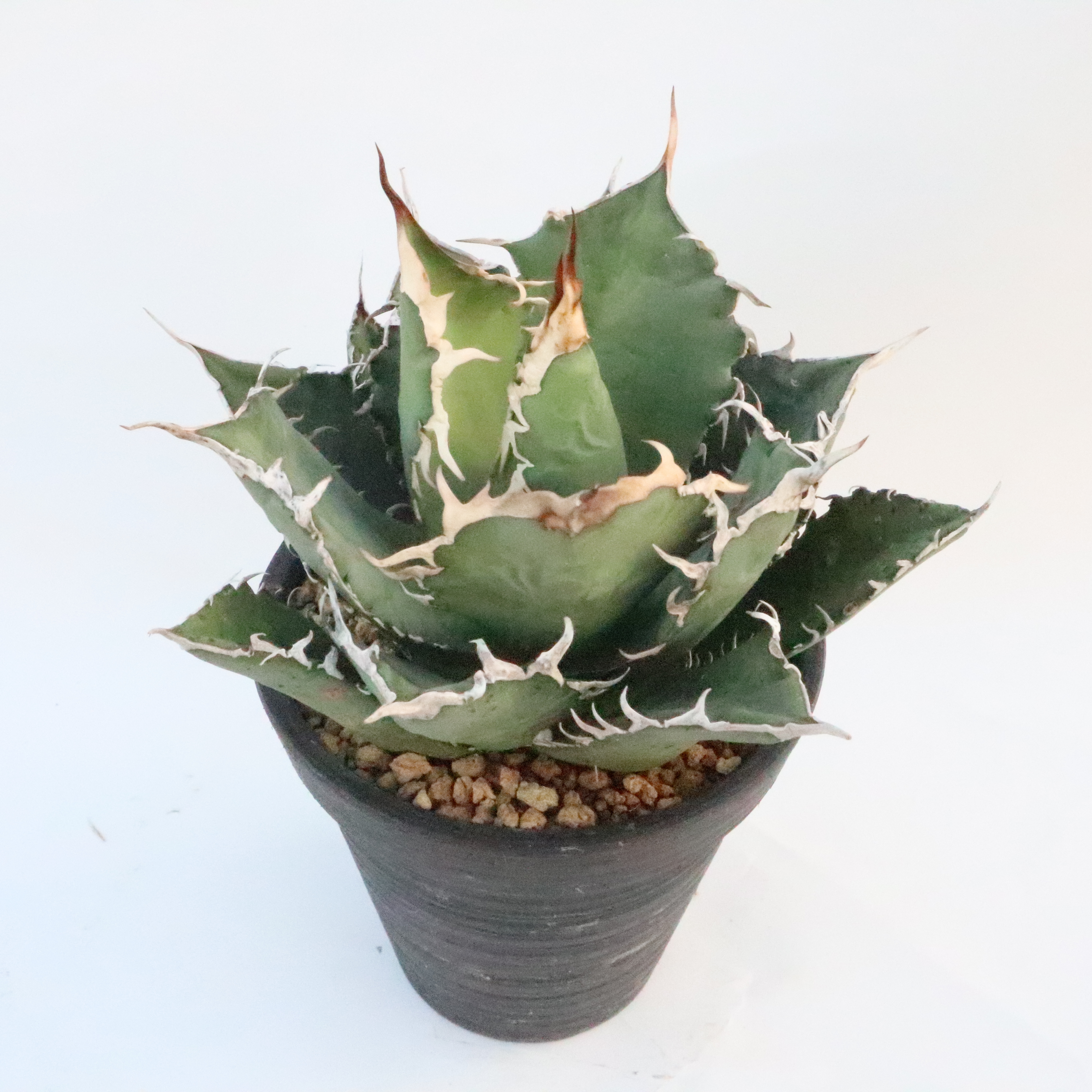 アガベ チタノタ FO76 シエラミクスティカ SOLD | mana's green