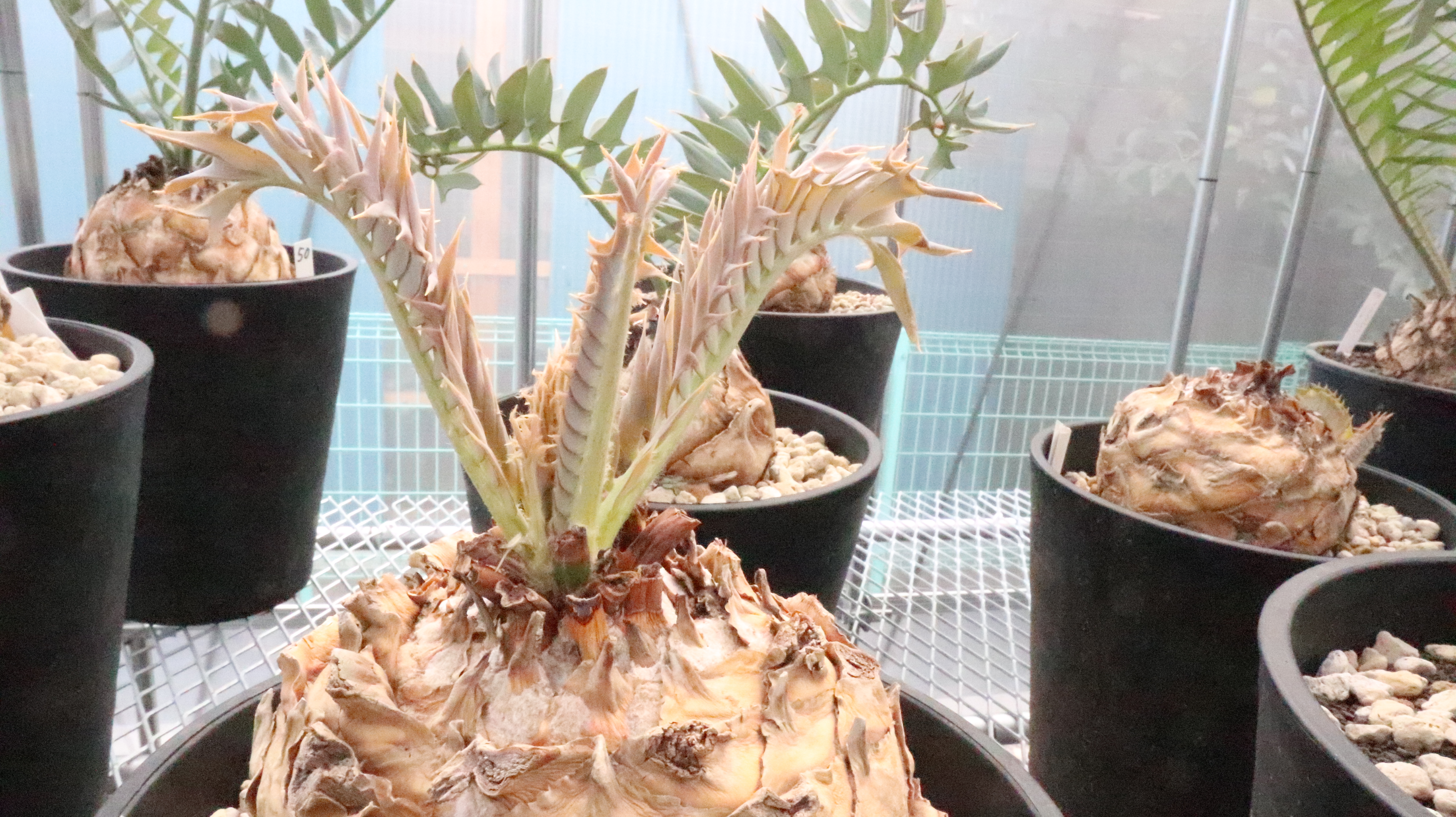 エンセファラルトスホリダス 小売り販売 卸売り販売 東京 | mana's green