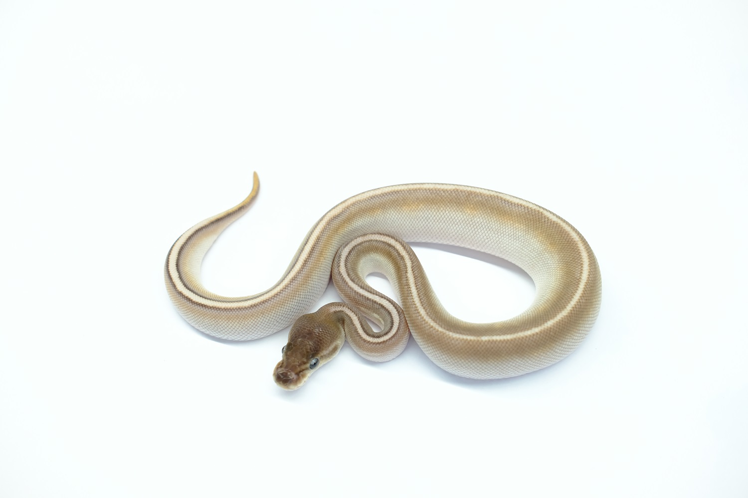 シナモンサッカー（シナモンレッサーHGW） - 爬虫類、両生類のペット