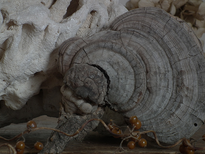 I00682b 猿の腰掛け サルノコシカケ（中） きのこ | MANSIKKA