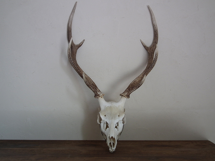 Z00021 鹿の頭蓋骨 | MANSIKKA antiquesMANSIKKA antiques