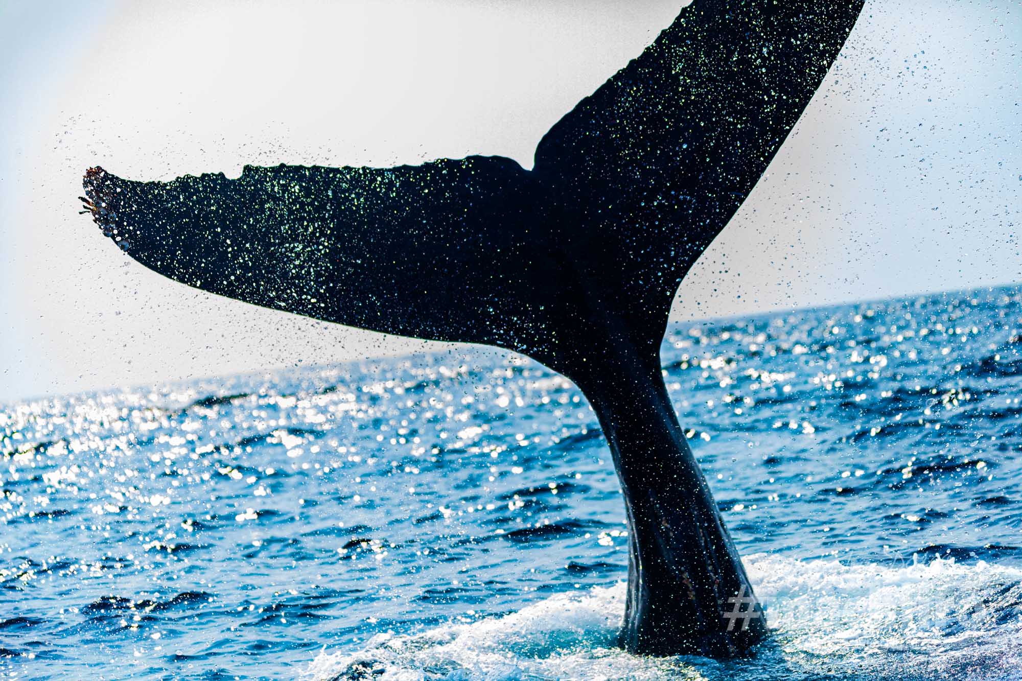 奄美の海でクジラに会おう！ | マチイロウェブ - machi-iro magazine