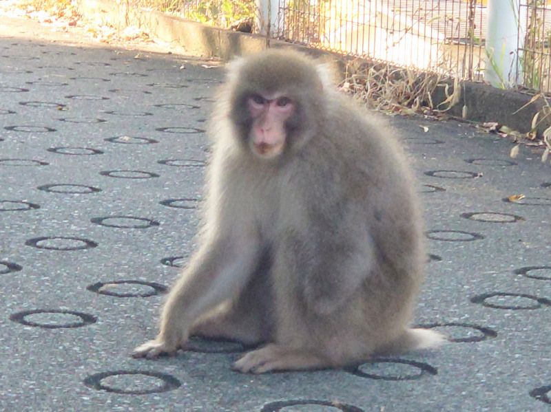 都内で目撃情報が相次ぐ「サル」町田市にも出没。多摩市からは去る
