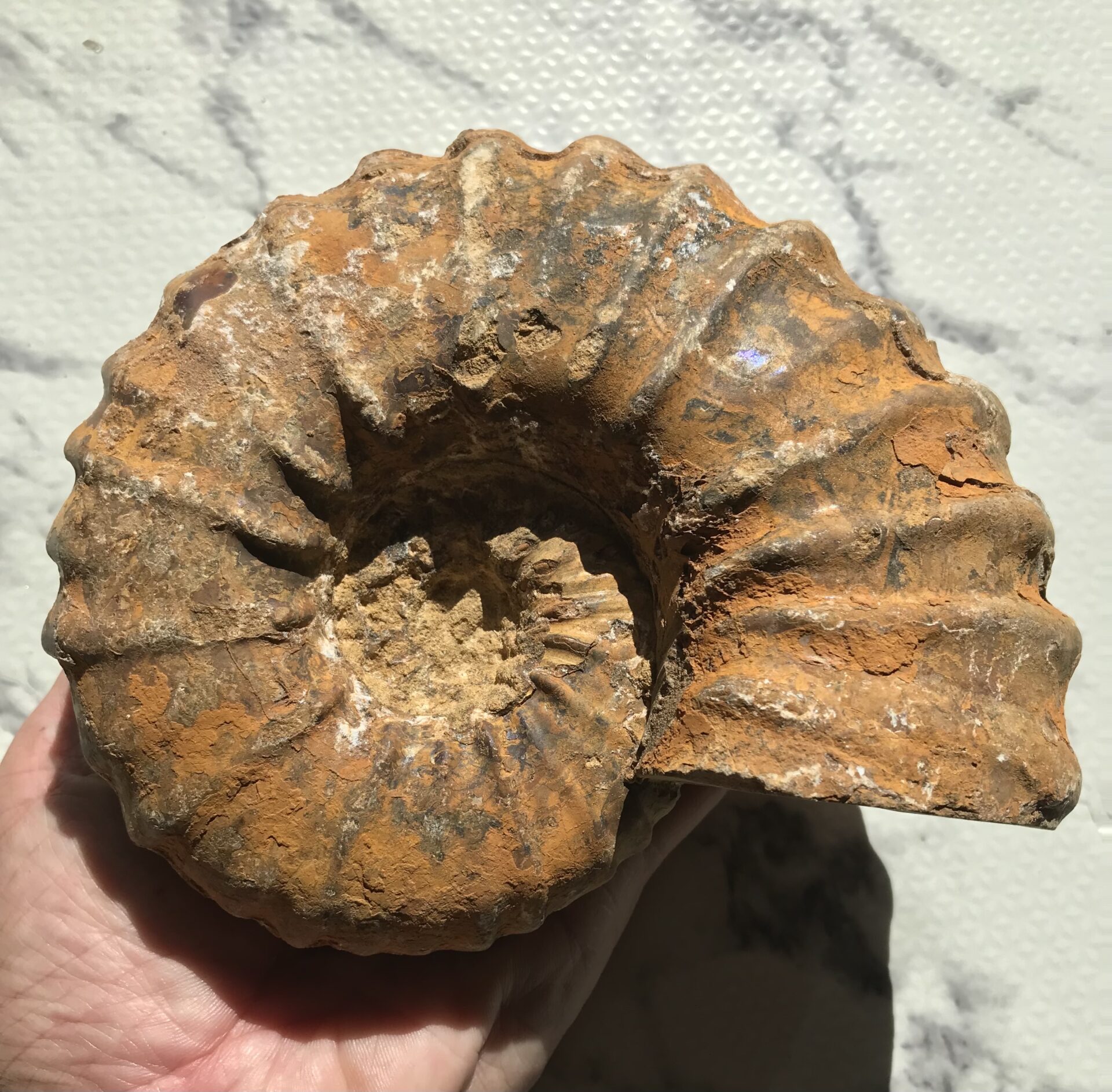 マダガスカル産 アンモナイト化石（キャライコセラス）特大サイズ 稀少