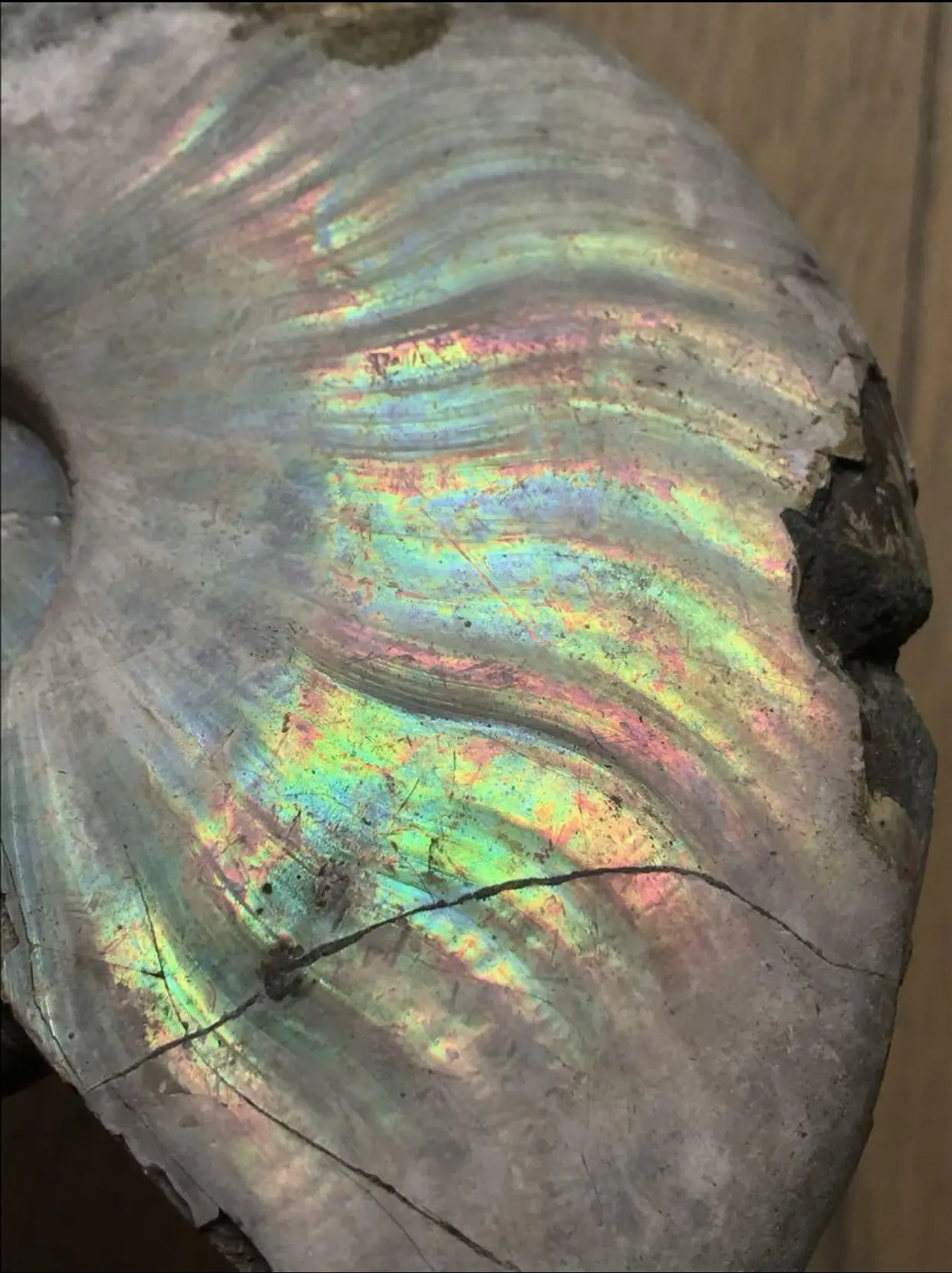 マダガスカル産 アンモナイト化石青（クリオニセラス）大サイズ | 虹色