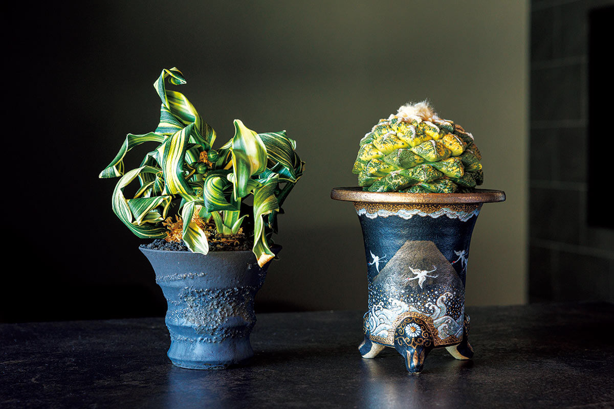 万年青×サボテン】多肉ファンからも今注目を集める、古典園芸の世界