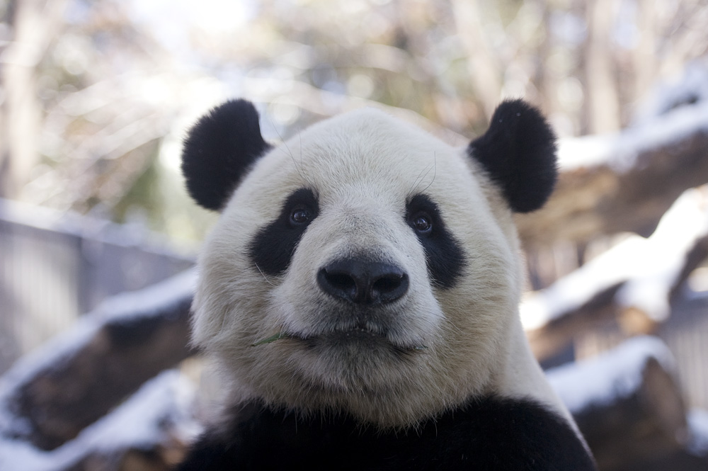 今日のパンダ(144日目)