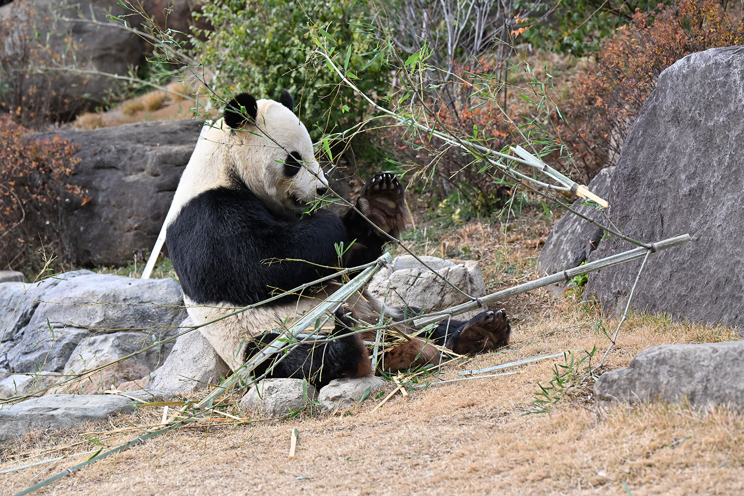 今日のパンダ（3438日目）