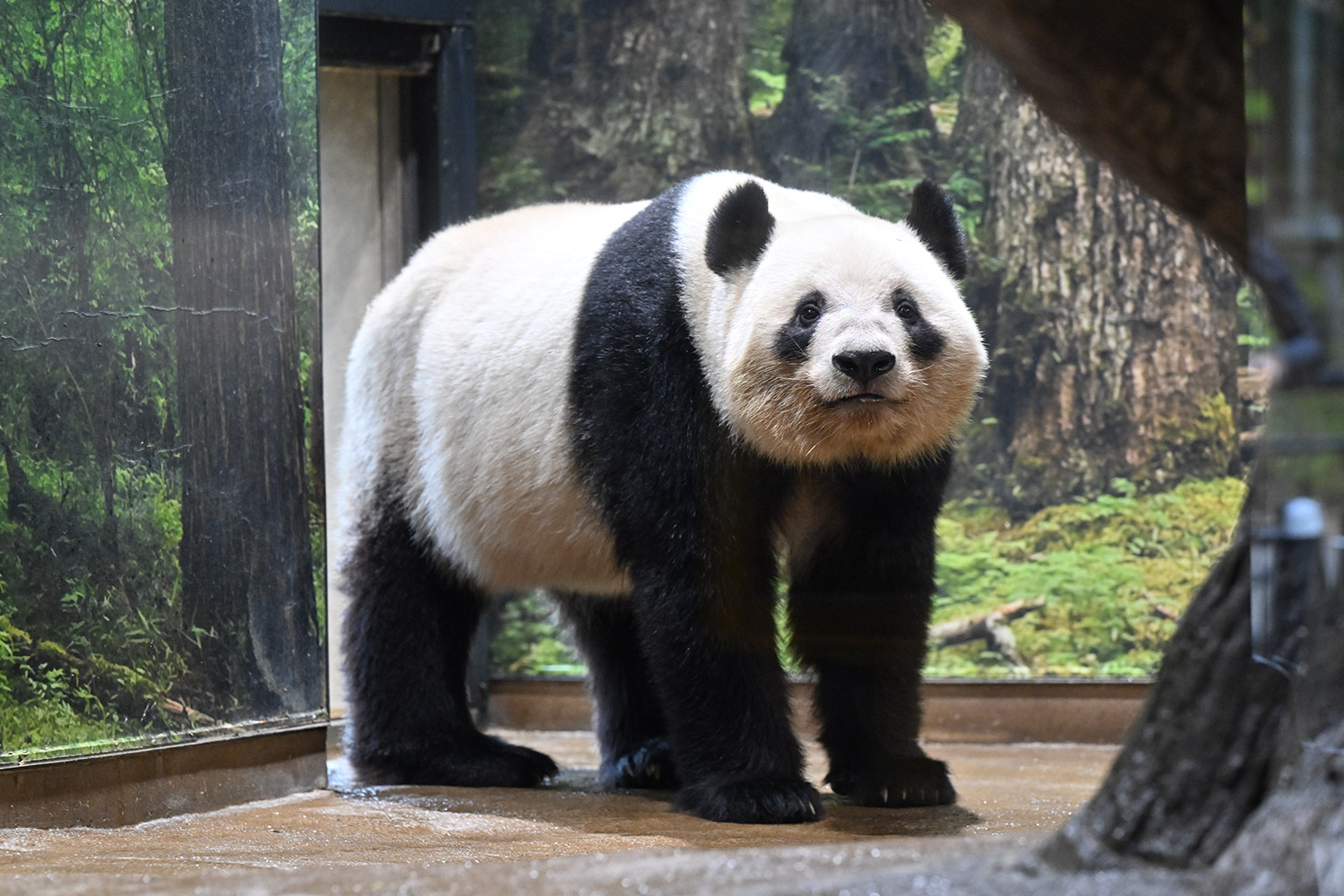 今日のパンダ（3688日目）