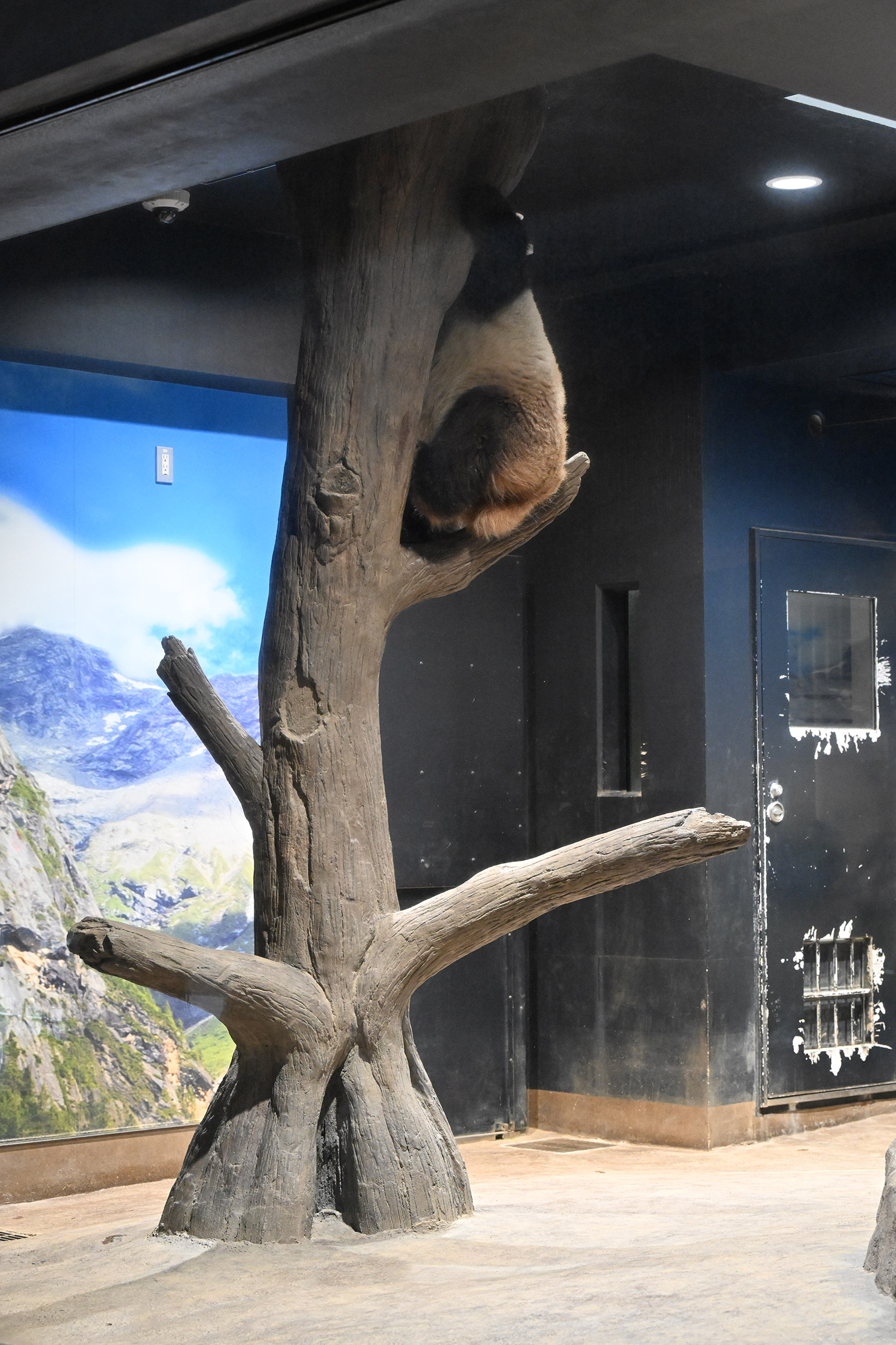 今日のパンダ（3785日目）