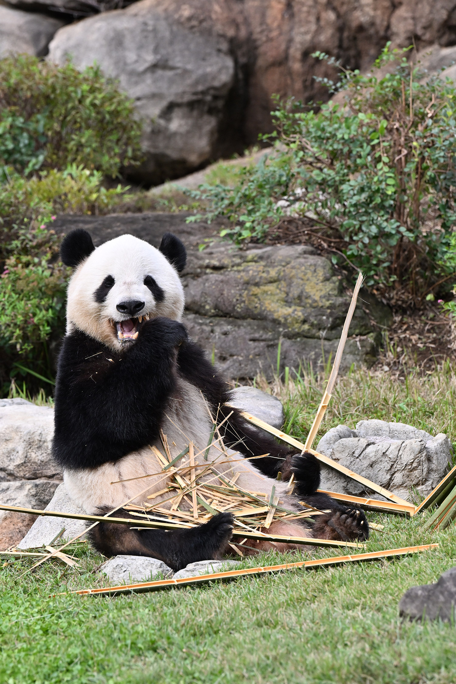 今日のパンダ（3994日目）